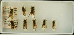 Ancistrocerus tuberculocephalus sutterianus by the Smithsonian. Used under a CC0 license.