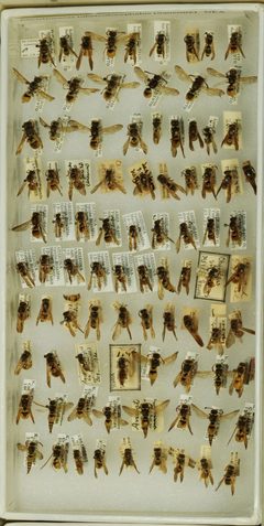 Ancistrocerus tuberculocephalus by the Smithsonian. Used under a CC0 license.