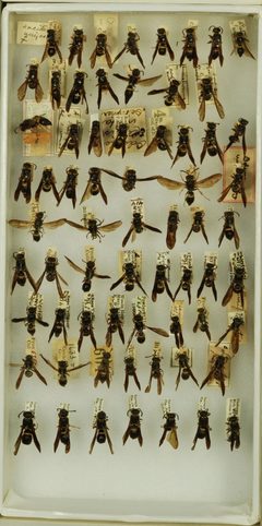 Ancistrocerus unifasciatus by the Smithsonian. Used under a CC0 license.
