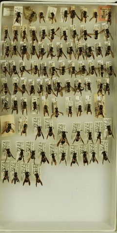 Ancistrocerus unifasciatus by the Smithsonian. Used under a CC0 license.