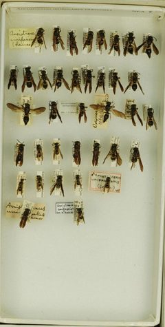 Ancistrocerus unifasciatus by the Smithsonian. Used under a CC0 license.