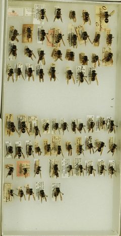 Ancistrocerus waldenii waldenii by the Smithsonian. Used under a CC0 license.