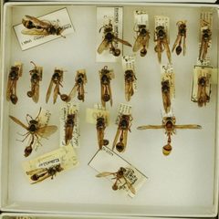Delta campaniforme campaniforme by the Smithsonian. Used under a CC0 license.