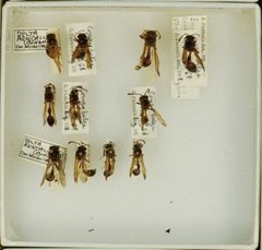 Delta higletti rendalli by the Smithsonian. Used under a CC0 license.