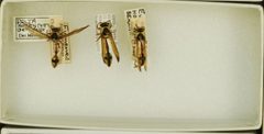 Delta hottentottum berlandi by the Smithsonian. Used under a CC0 license.