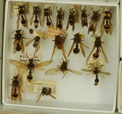 Delta unguiculatum unguiculatum by the Smithsonian. Used under a CC0 license.