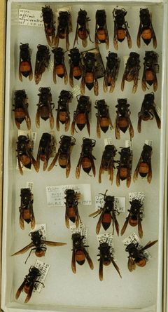Vespa affinis nigriventris by the Smithsonian. Used under a CC0 license.