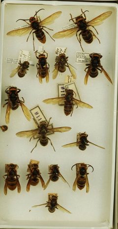 Vespa crabro flavofasciata by the Smithsonian. Used under a CC0 license.