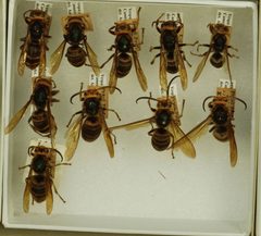 Vespa crabro flavofasciata by the Smithsonian. Used under a CC0 license.