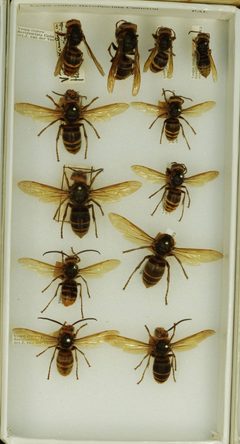 Vespa crabro flavofasciata by the Smithsonian. Used under a CC0 license.