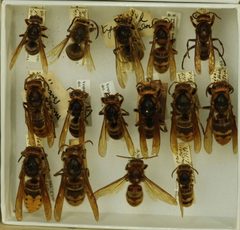 Vespa crabro by the Smithsonian. Used under a CC0 license.