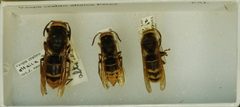 Vespa crabro altaica by the Smithsonian. Used under a CC0 license.
