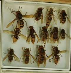 Vespa crabro germana by the Smithsonian. Used under a CC0 license.