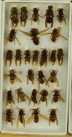 Vespa crabro by the Smithsonian. Used under a CC0 license.