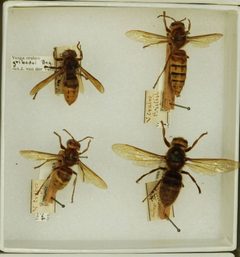 Vespa crabro gribodoi by the Smithsonian. Used under a CC0 license.