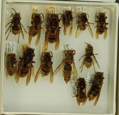 Vespa crabro germana by the Smithsonian. Used under a CC0 license.