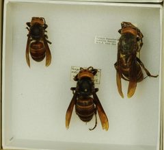 Vespa mandarinia nobilis by the Smithsonian. Used under a CC0 license.