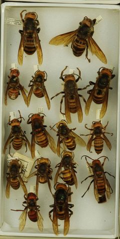 Vespa mandarinia by the Smithsonian. Used under a CC0 license.