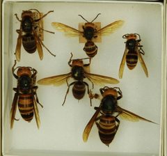 Vespa mandarinia latilineata by the Smithsonian. Used under a CC0 license.
