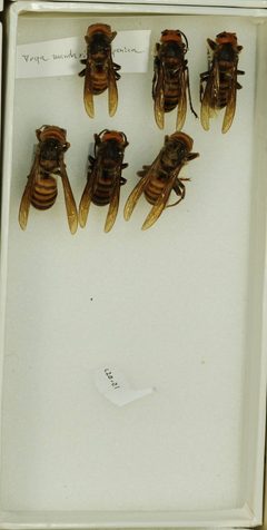 Vespa mandarinia by the Smithsonian. Used under a CC0 license.