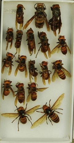 Vespa mandarinia by the Smithsonian. Used under a CC0 license.