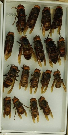 Vespa mandarinia by the Smithsonian. Used under a CC0 license.