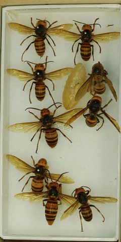 Vespa mandarinia by the Smithsonian. Used under a CC0 license.