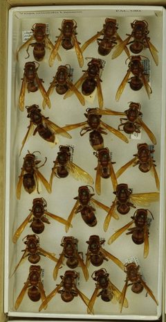 Vespa orientalis by the Smithsonian. Used under a CC0 license.