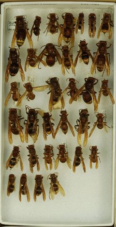 Vespa orientalis by the Smithsonian. Used under a CC0 license.