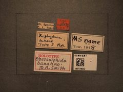 Obesaxiphyda banahao by the Smithsonian. Used under a CC0 license.