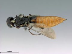 Xiphydria abdominalis by the Smithsonian. Used under a CC0 license.