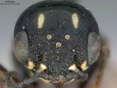 Xiphydria abdominalis by the Smithsonian. Used under a CC0 license.