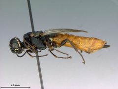 Xiphydria abdominalis by the Smithsonian. Used under a CC0 license.