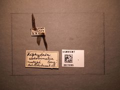 Xiphydria abdominalis by the Smithsonian. Used under a CC0 license.