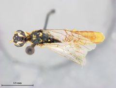 Xiphydria erythrogaster by the Smithsonian. Used under a CC0 license.