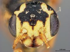 Xiphydria erythrogaster by the Smithsonian. Used under a CC0 license.