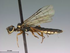 Xiphydria maculata by the Smithsonian. Used under a CC0 license.