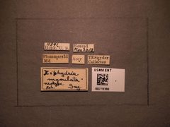 Xiphydria maculata by the Smithsonian. Used under a CC0 license.