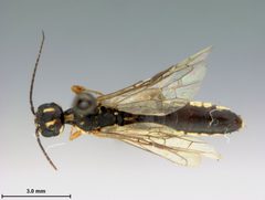 Xiphydria maculata by the Smithsonian. Used under a CC0 license.