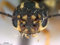 Xiphydria maculata by the Smithsonian. Used under a CC0 license.