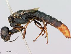 Xiphydria pyrura by the Smithsonian. Used under a CC0 license.