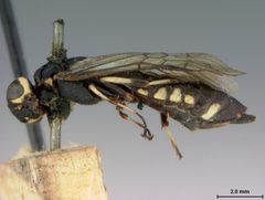 Xiphydria tibialis by the Smithsonian. Used under a CC0 license.
