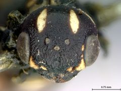 Xiphydria tibialis by the Smithsonian. Used under a CC0 license.