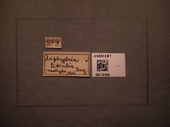 Xiphydria tibialis by the Smithsonian. Used under a CC0 license.