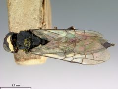 Xiphydria tibialis by the Smithsonian. Used under a CC0 license.