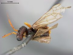 Manoxyela californica by the Smithsonian. Used under a CC0 license.