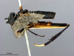 Pleroneura aviingrata by the Smithsonian. Used under a CC0 license.