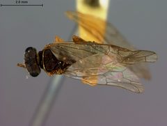 Pleroneura bruneicornis by the Smithsonian. Used under a CC0 license.