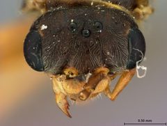 Pleroneura bruneicornis by the Smithsonian. Used under a CC0 license.