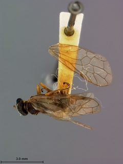 Pleroneura bruneicornis by the Smithsonian. Used under a CC0 license.